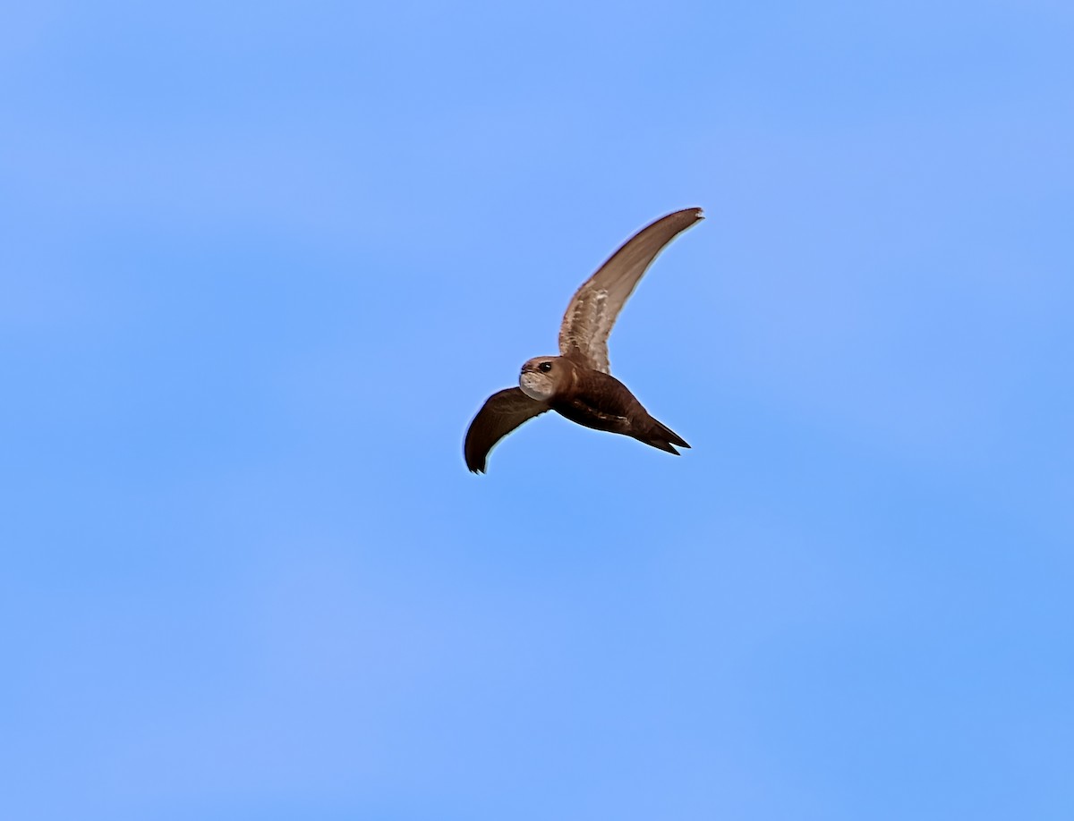Pallid Swift - ML638177790