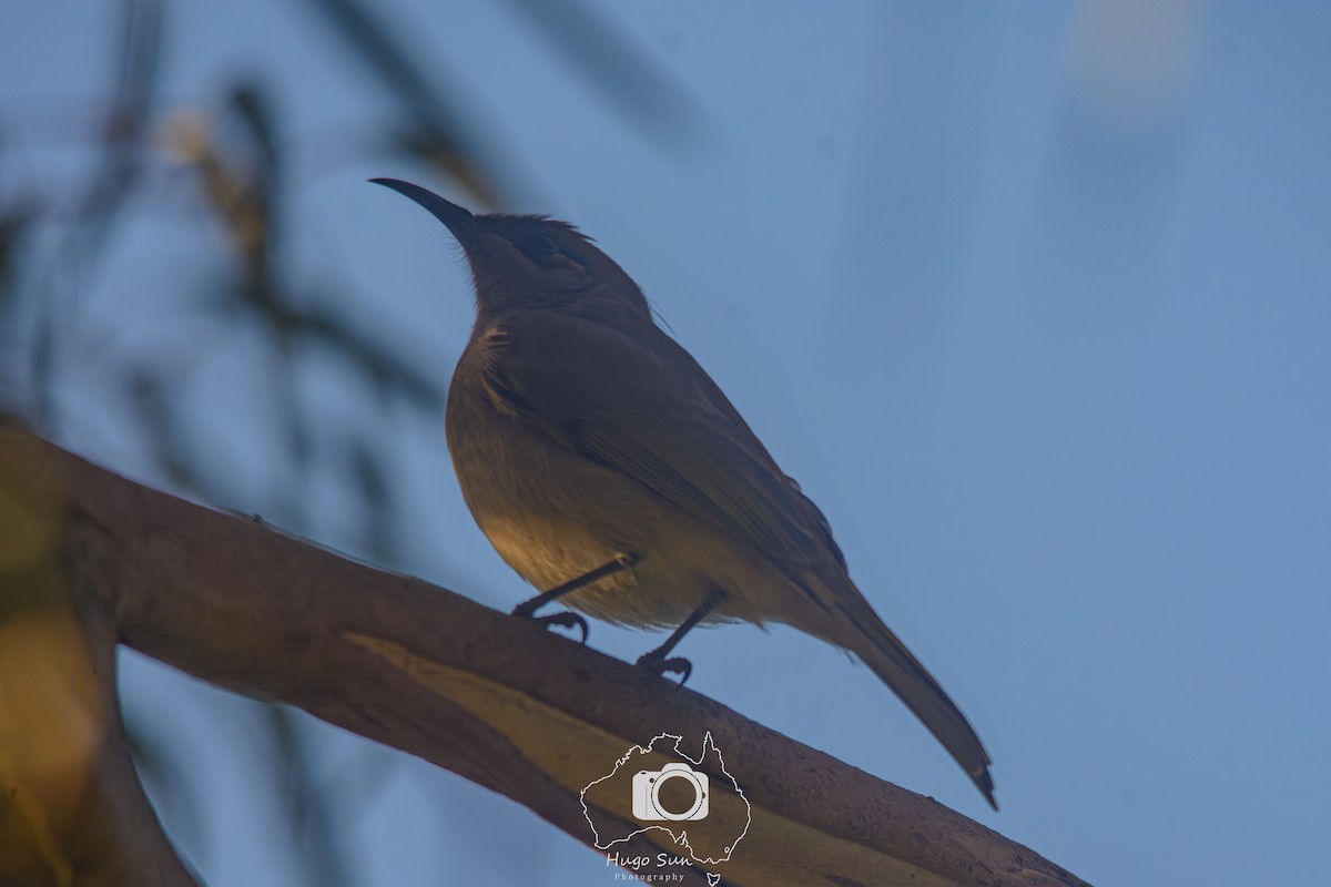 Brown Honeyeater - ML638177826