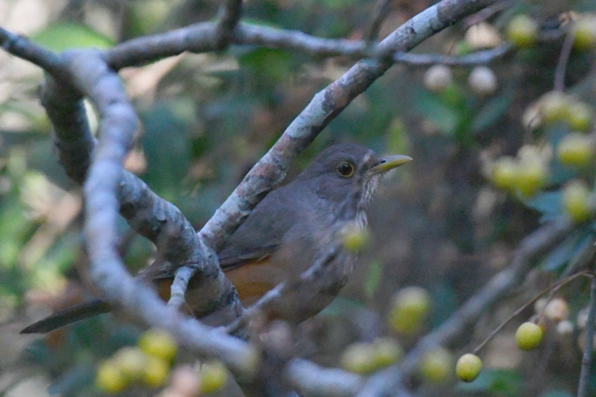 Rufous-bellied Thrush - ML638177871