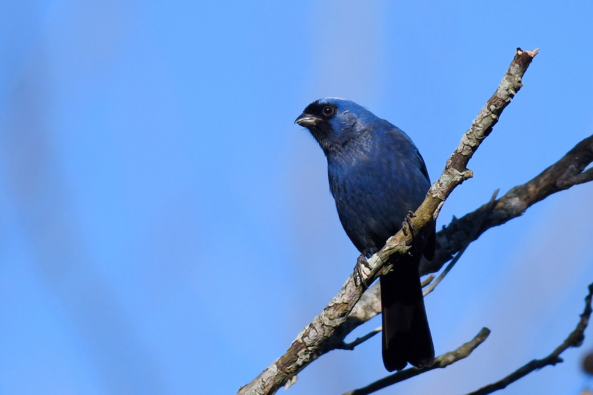 Diademed Tanager - ML638177885