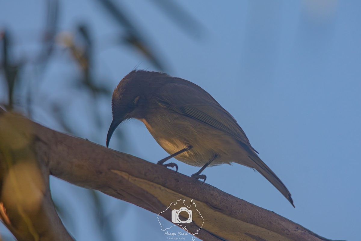 Brown Honeyeater - ML638177911