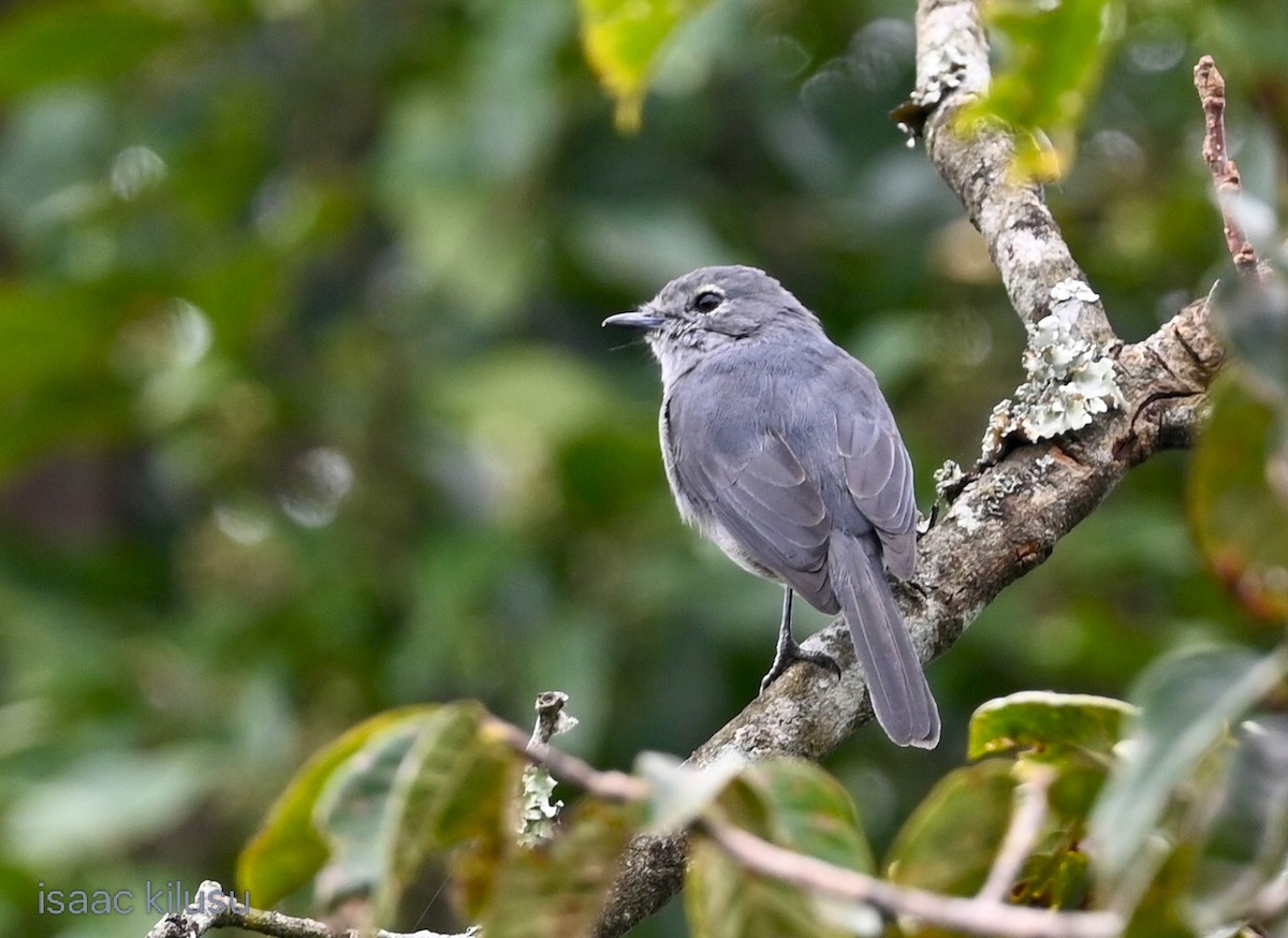 White-eyed Slaty-Flycatcher - ML638177943