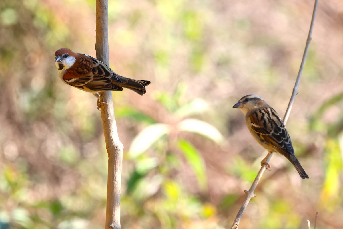 Russet Sparrow - ML638177974