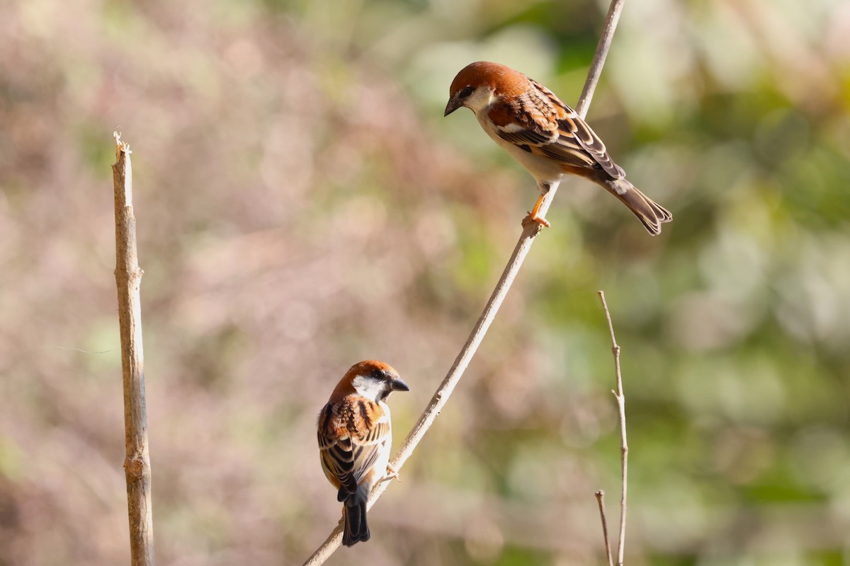 Russet Sparrow - ML638177984
