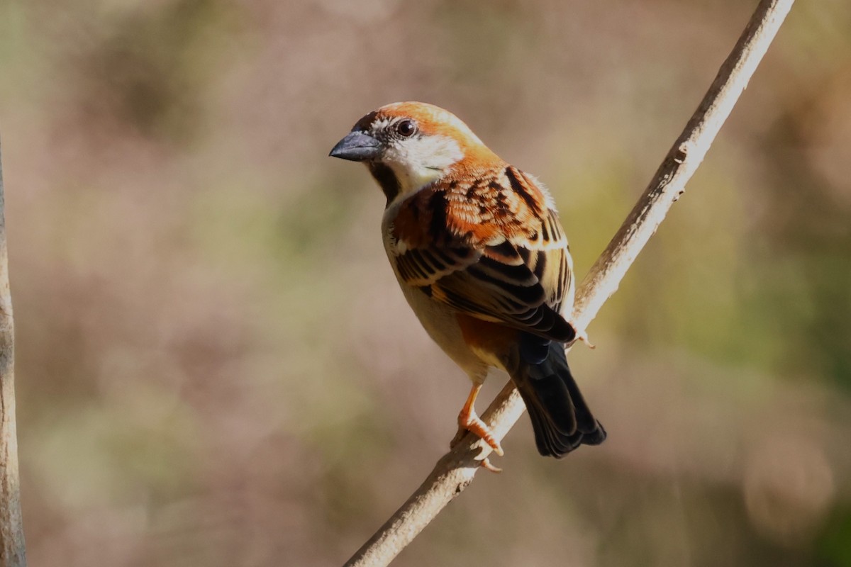 Russet Sparrow - ML638178014