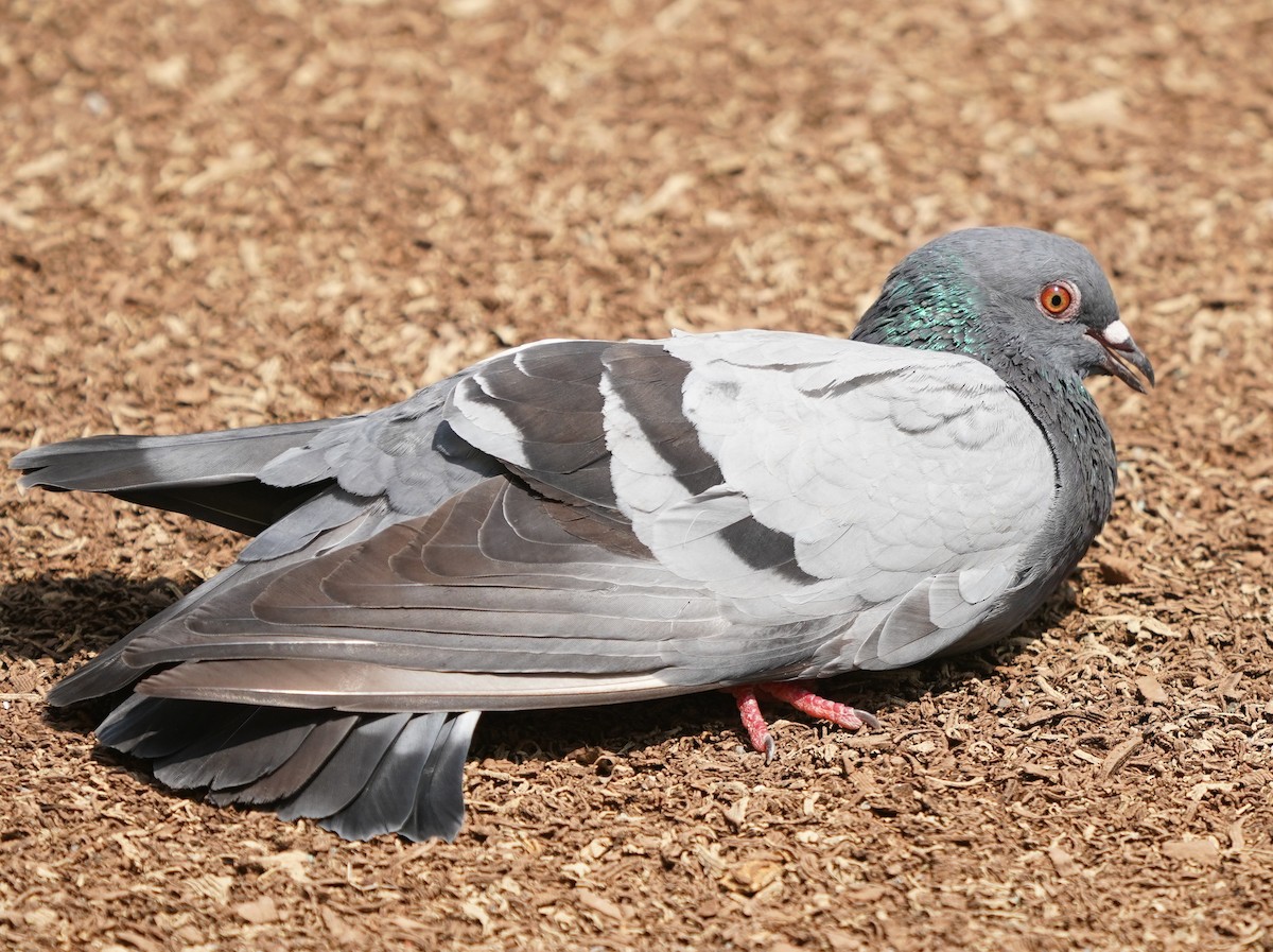 Rock Pigeon (Feral Pigeon) - ML638178015