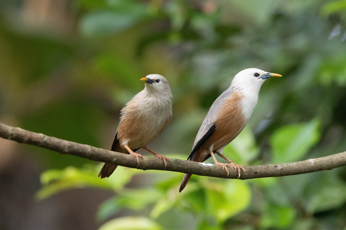 Malabar Starling - ML638178019