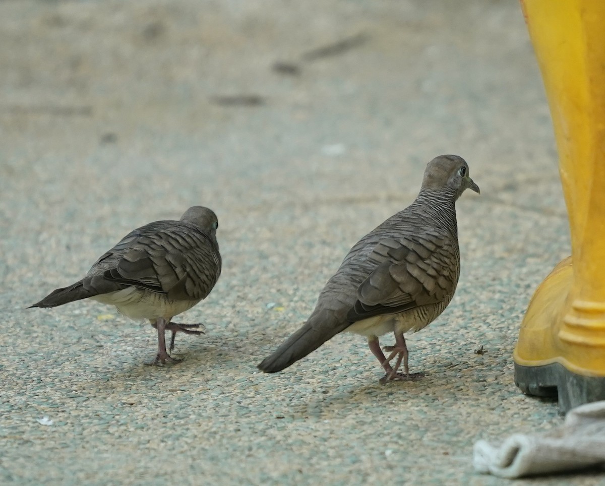 Zebra Dove - ML638178021