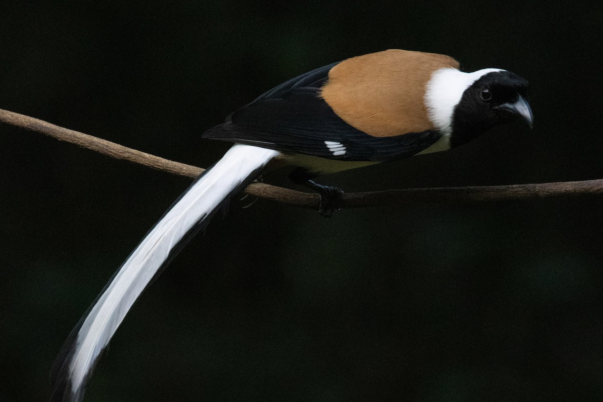 White-bellied Treepie - ML638178024