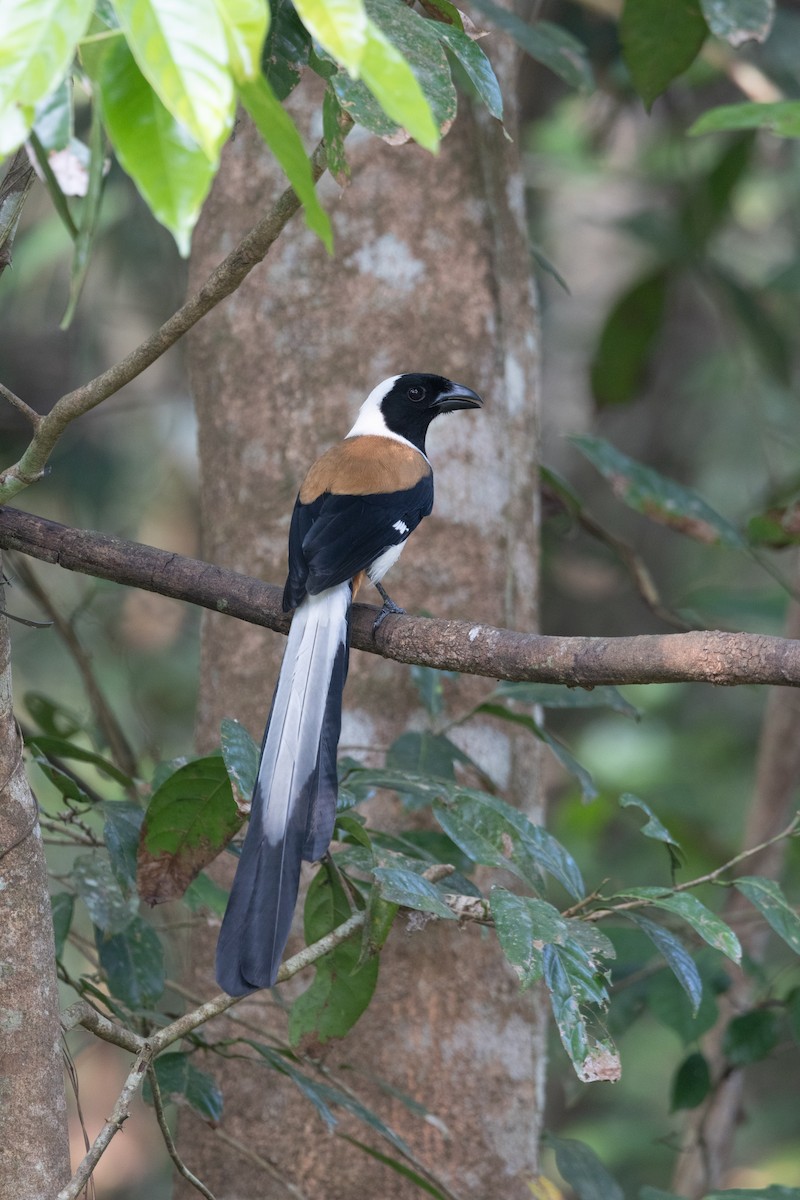 White-bellied Treepie - ML638178026