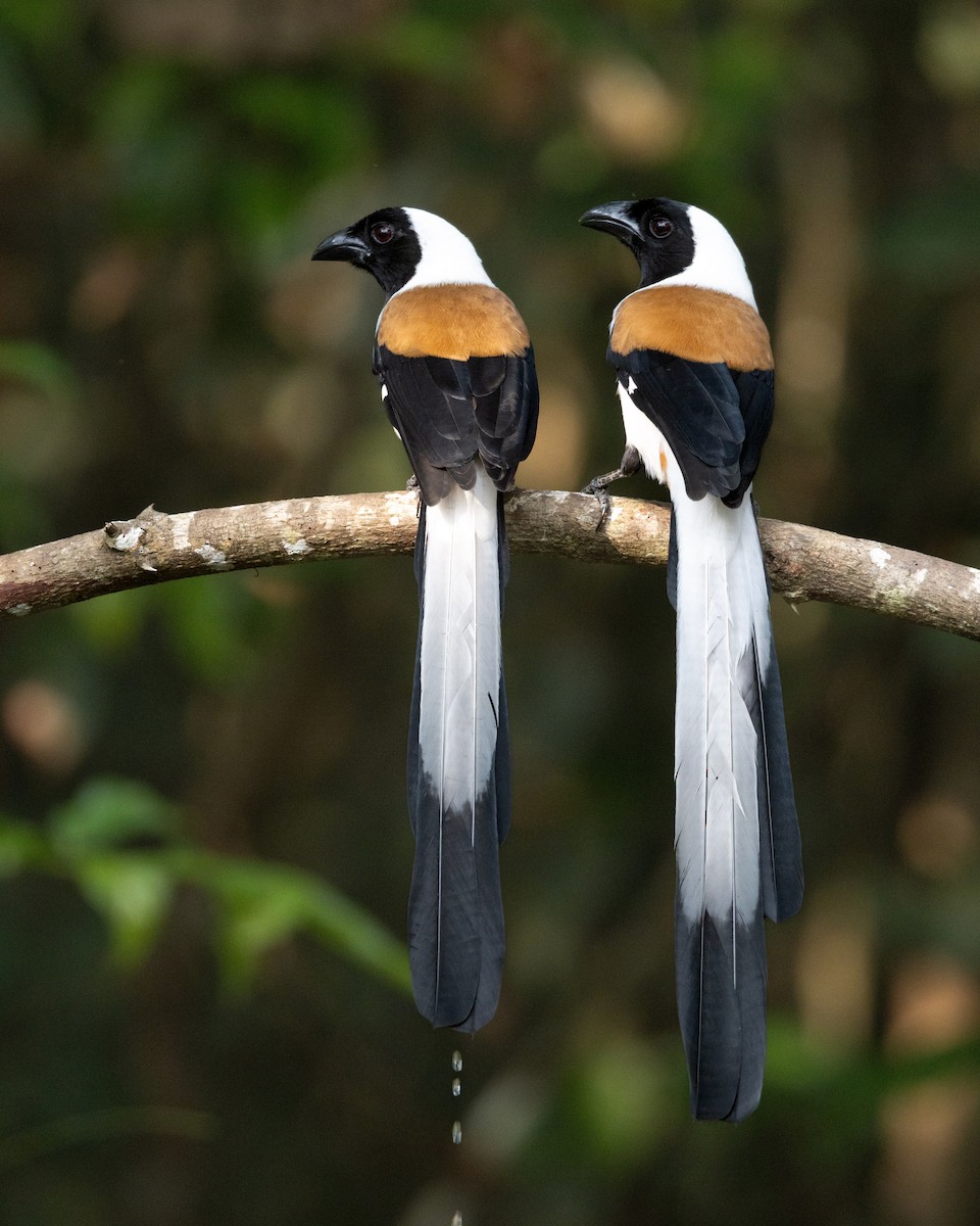 White-bellied Treepie - ML638178028