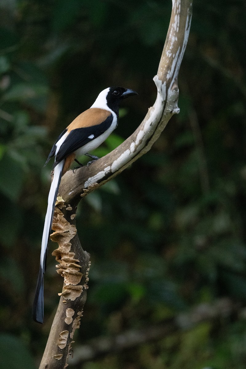 White-bellied Treepie - ML638178030