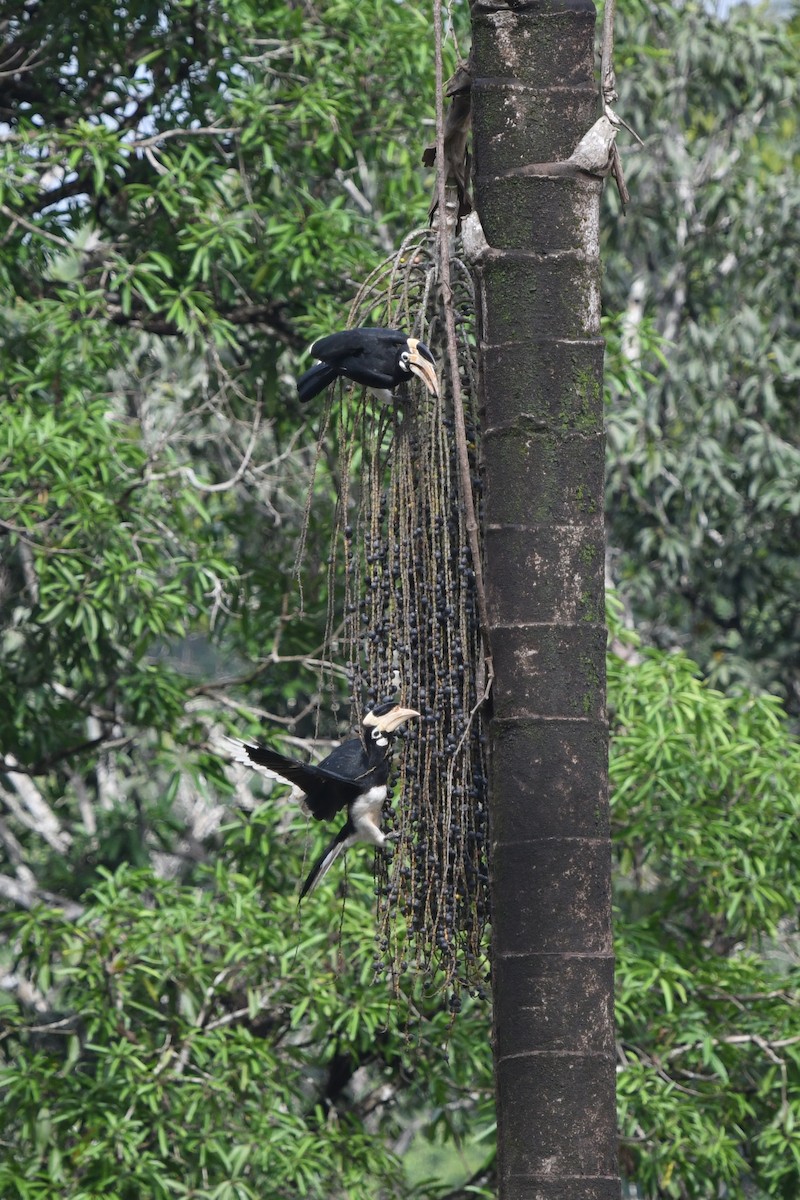 Malabar Pied-Hornbill - ML638178045