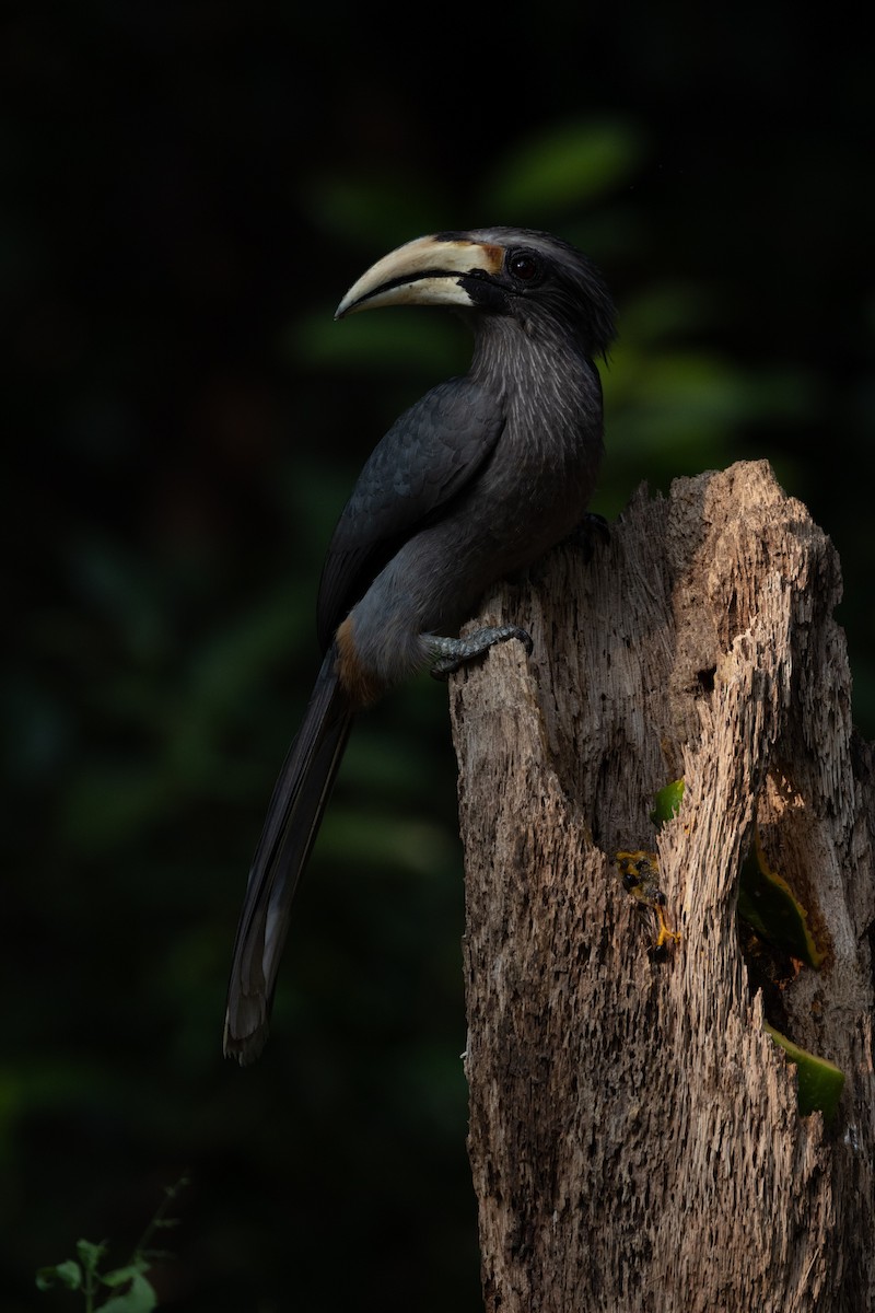 Malabar Gray Hornbill - ML638178052