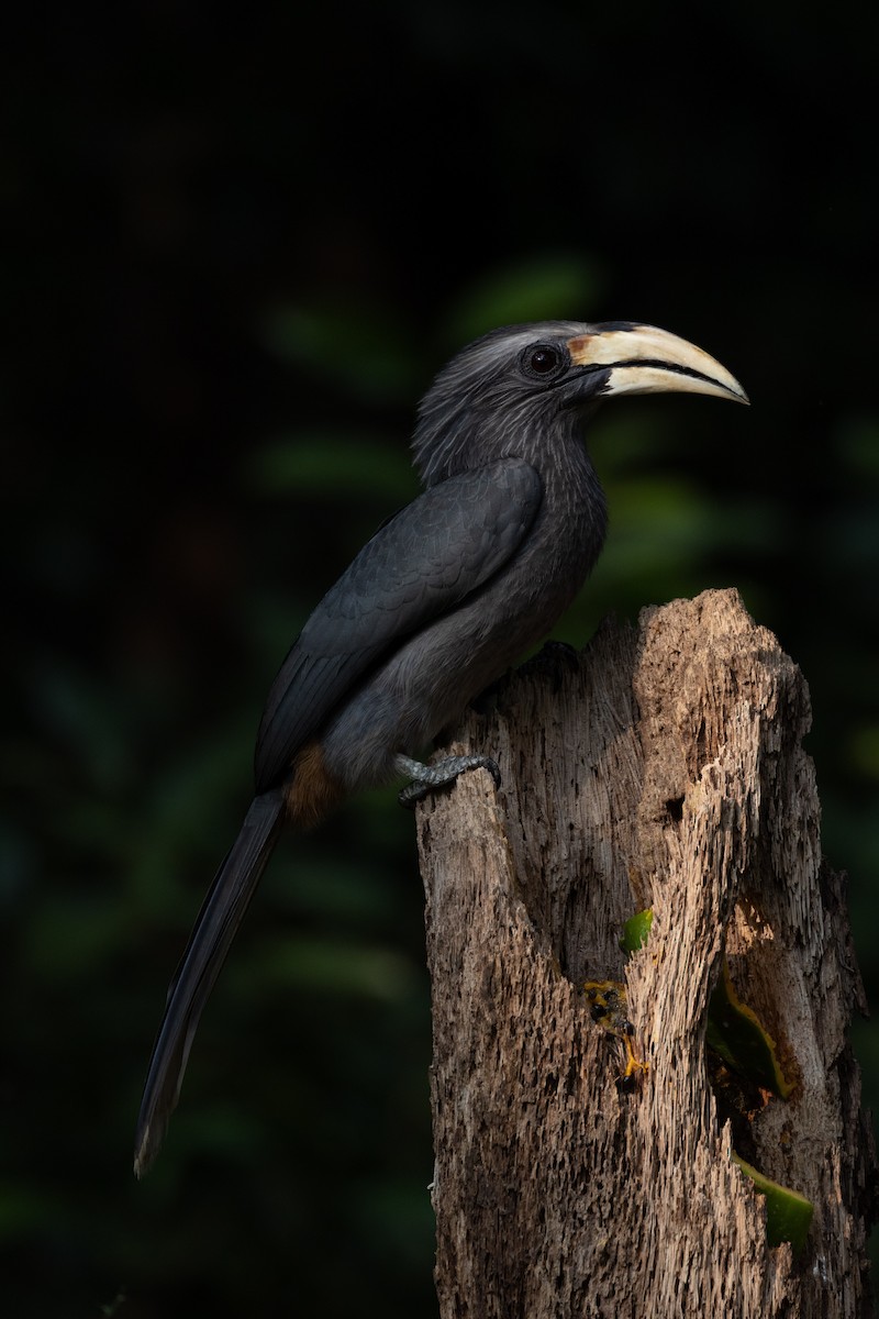 Malabar Gray Hornbill - ML638178053