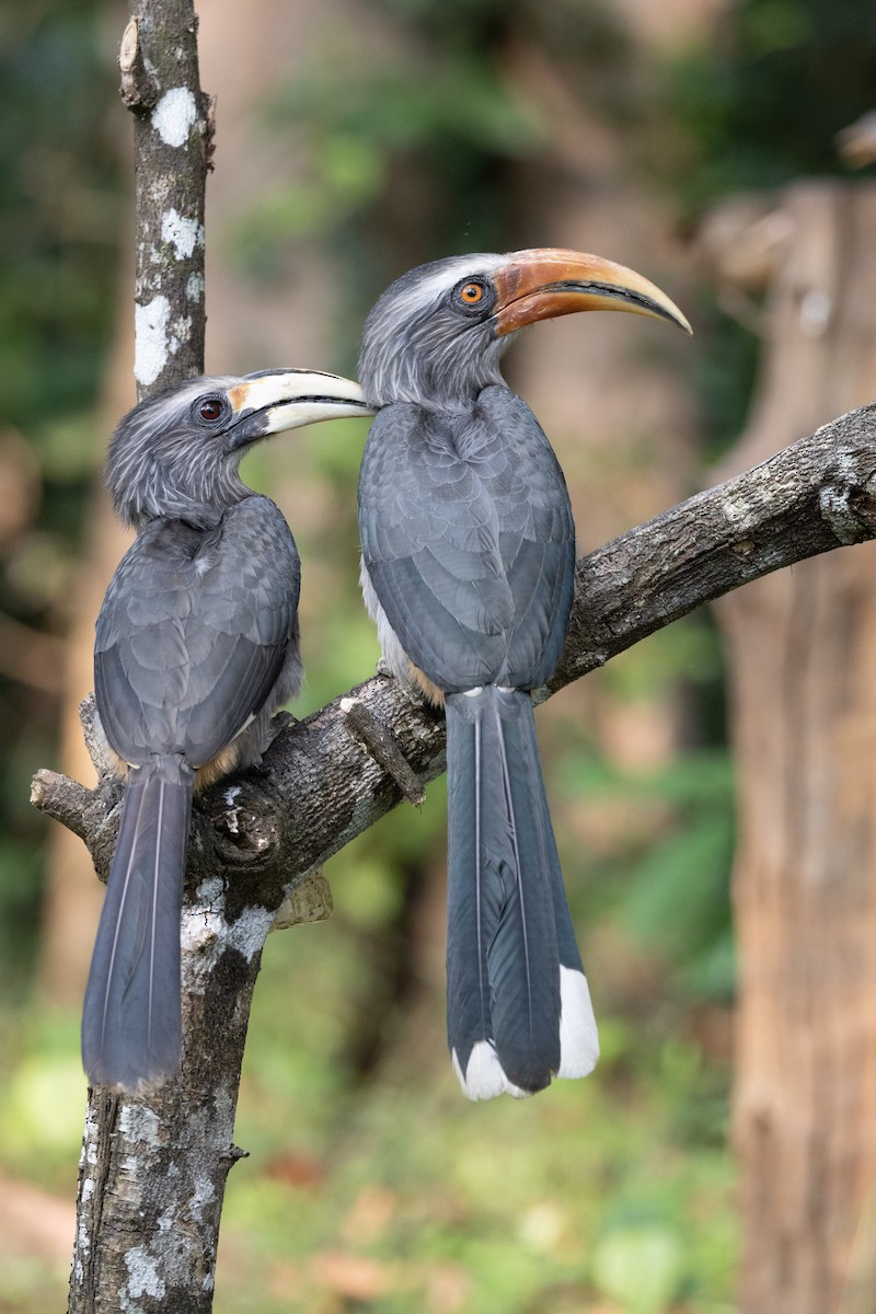 Malabar Gray Hornbill - ML638178055