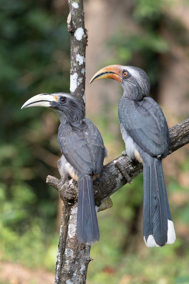 Malabar Gray Hornbill - ML638178056