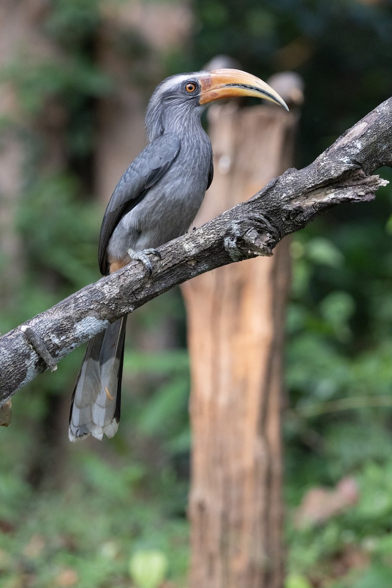 Malabar Gray Hornbill - ML638178057