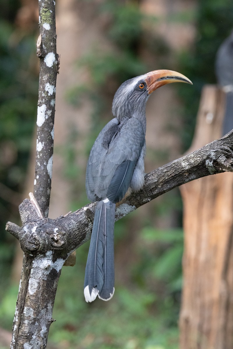 Malabar Gray Hornbill - ML638178058