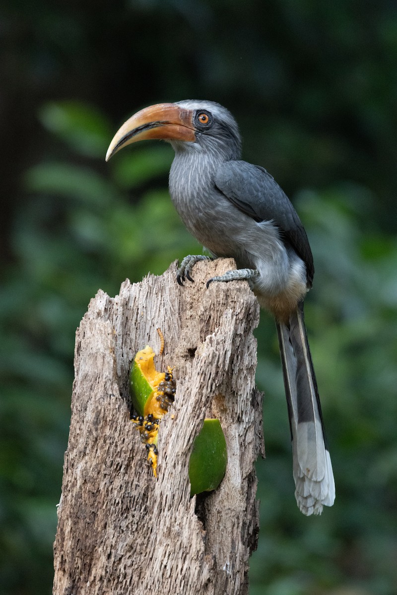 Malabar Gray Hornbill - ML638178059