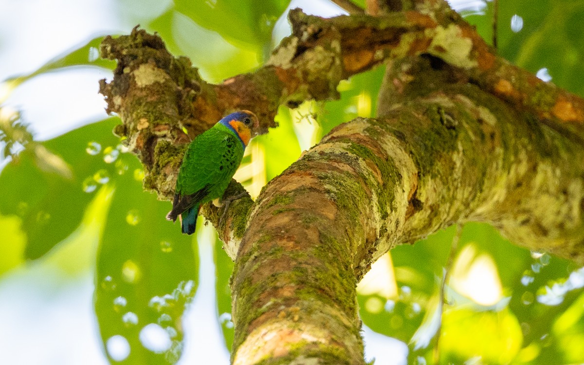 Red-breasted Pygmy-Parrot - ML638178061
