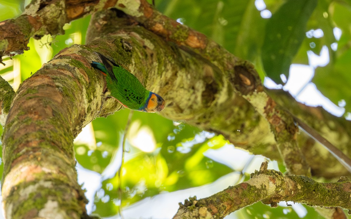 Red-breasted Pygmy-Parrot - ML638178062