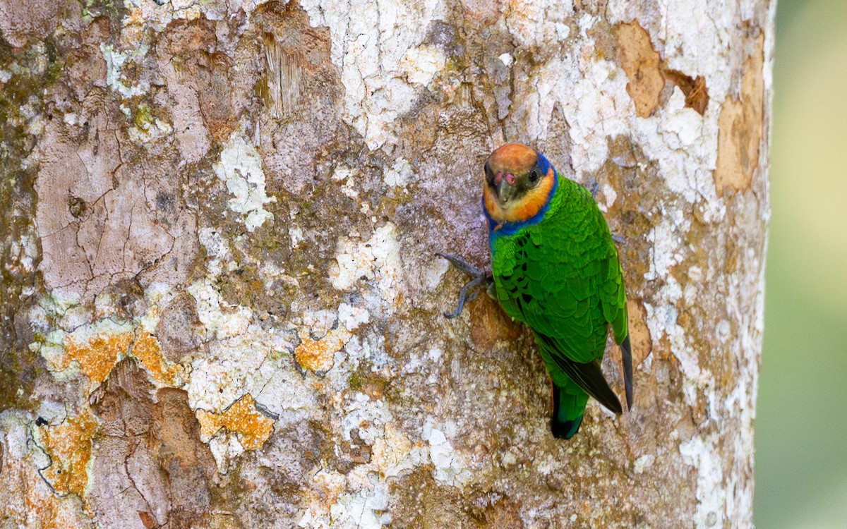 Red-breasted Pygmy-Parrot - ML638178063
