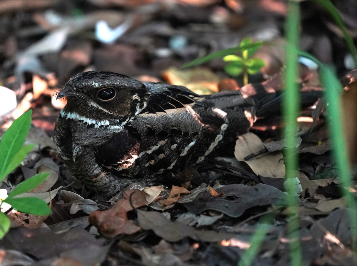 Large-tailed Nightjar - ML638178068