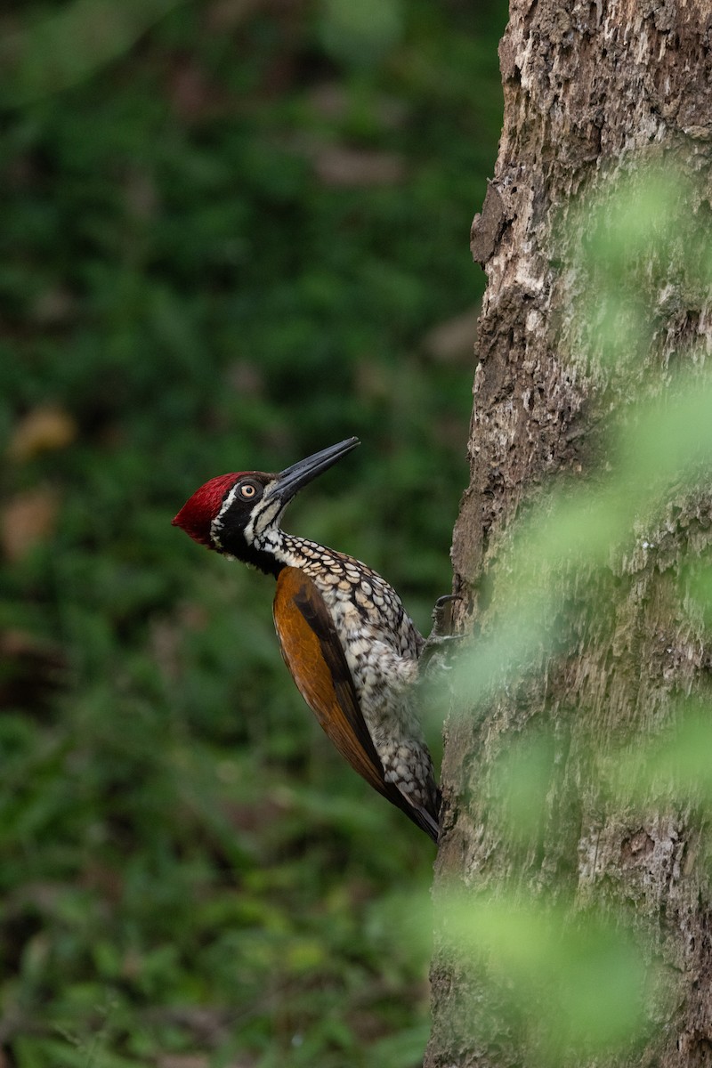 Malabar Flameback - ML638178072
