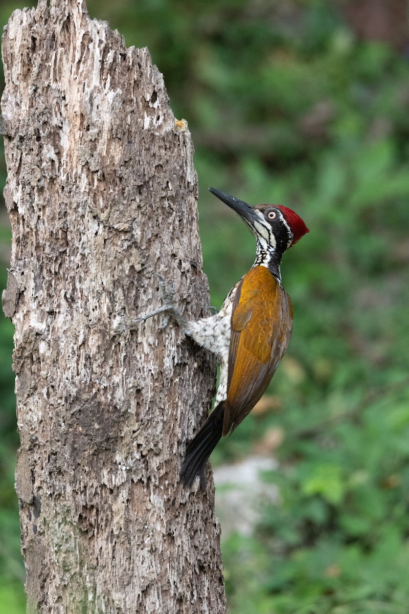 Malabar Flameback - ML638178073