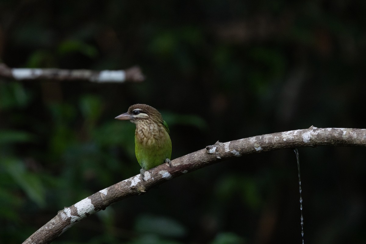 White-cheeked Barbet - ML638178082
