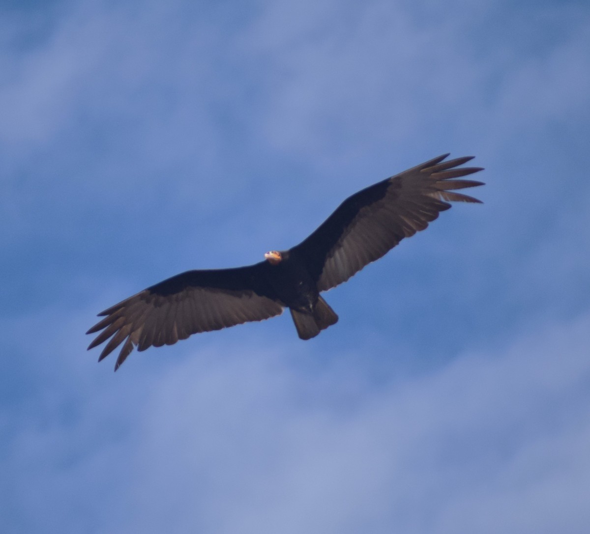 Lesser Yellow-headed Vulture - ML638178092