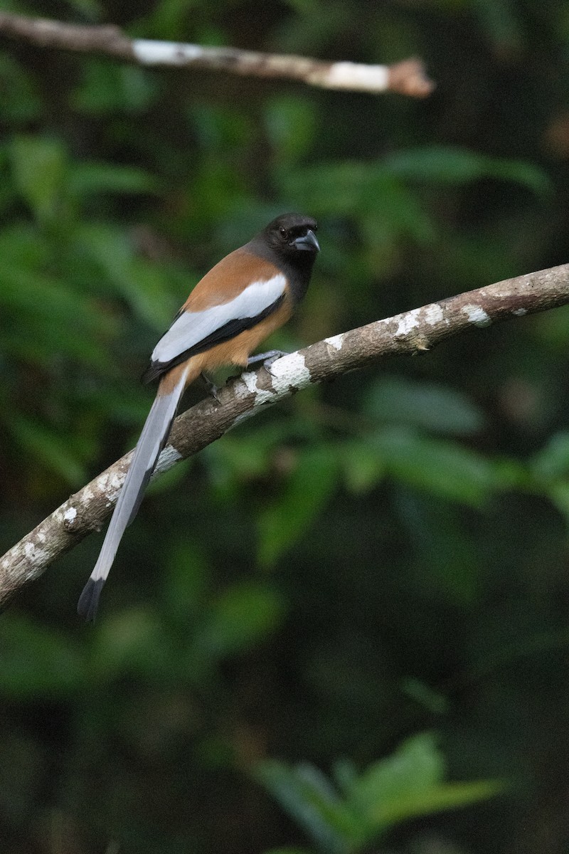 Rufous Treepie - ML638178096