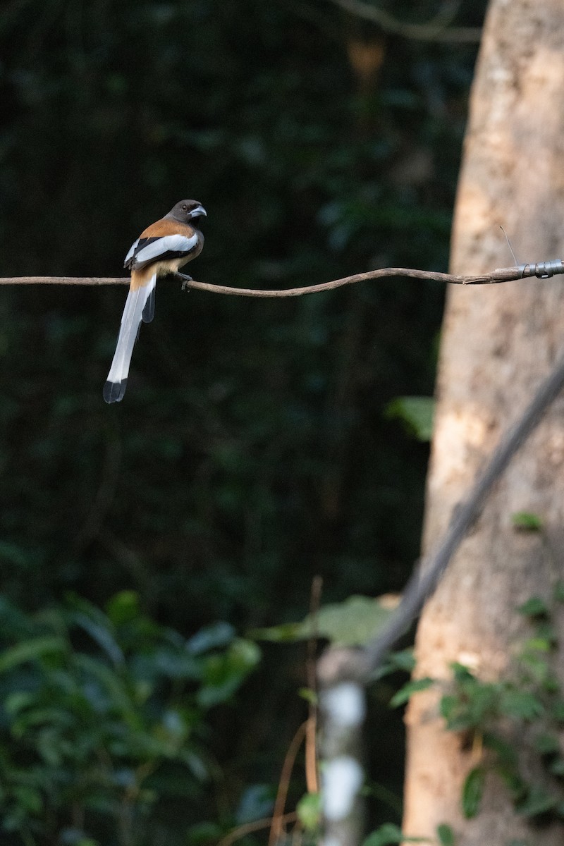 Rufous Treepie - ML638178097