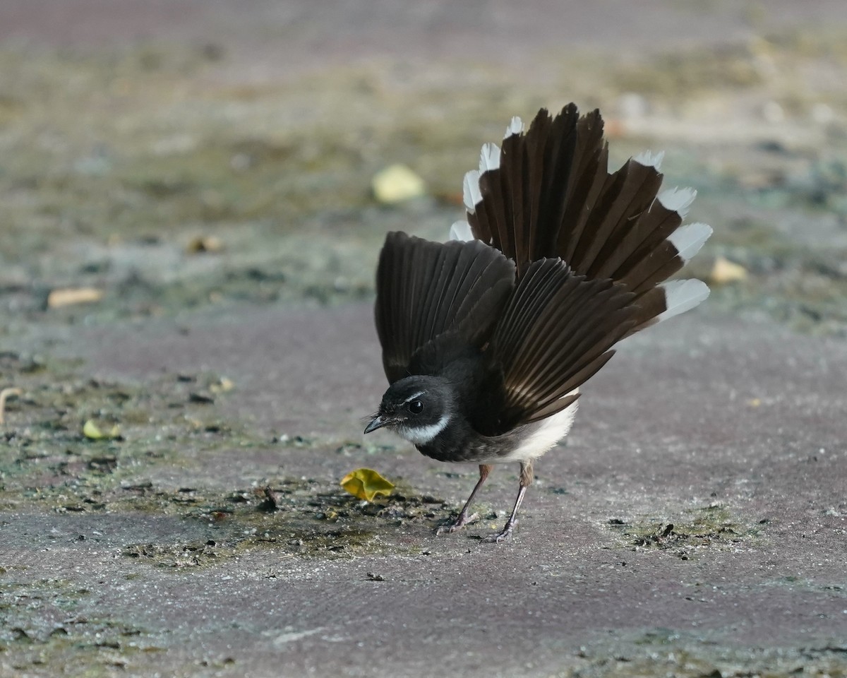 Malaysian Pied-Fantail - ML638178109