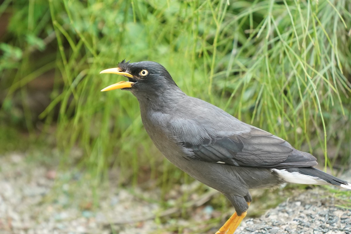 Javan Myna - ML638178119