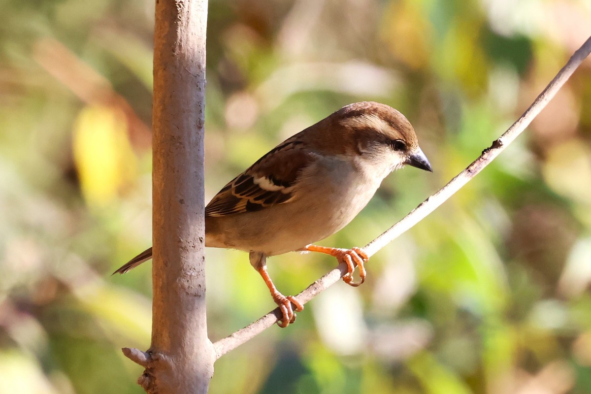 Russet Sparrow - ML638178136