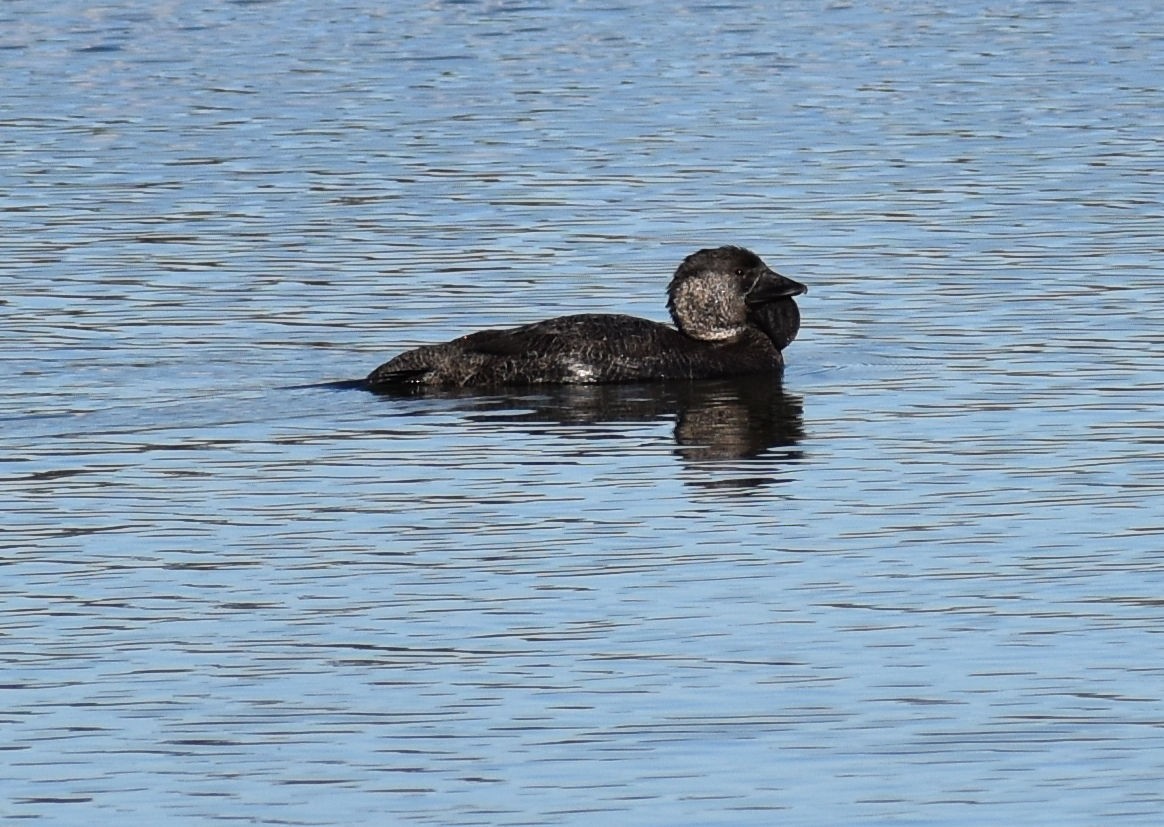 Musk Duck - ML638178143
