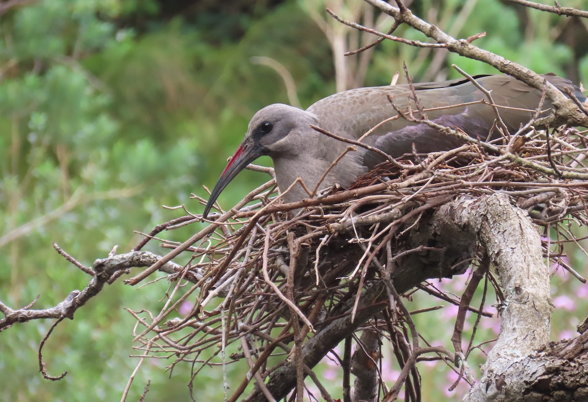 Hadada Ibis - ML638178234