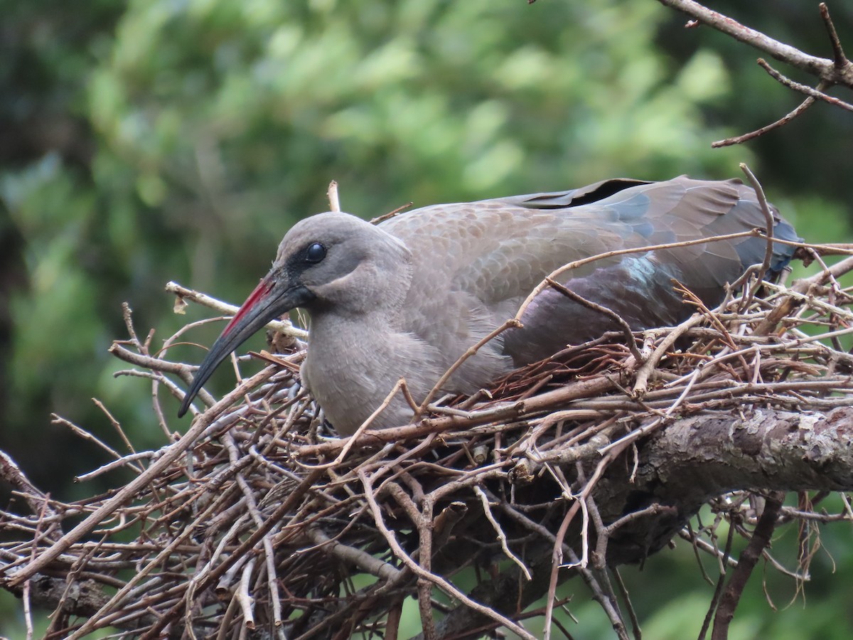 Hadada Ibis - ML638178235