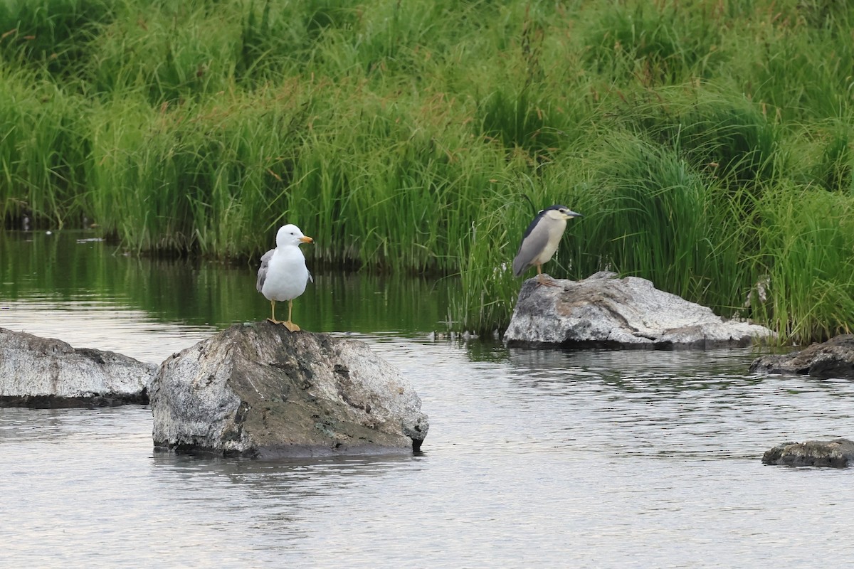 Armenian Gull - ML638178270
