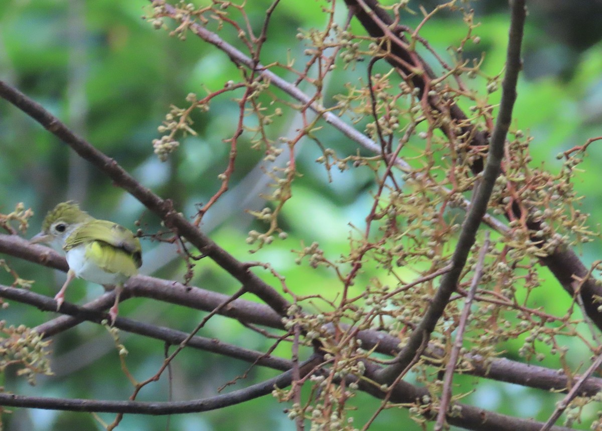 White-bellied Erpornis - ML638178289