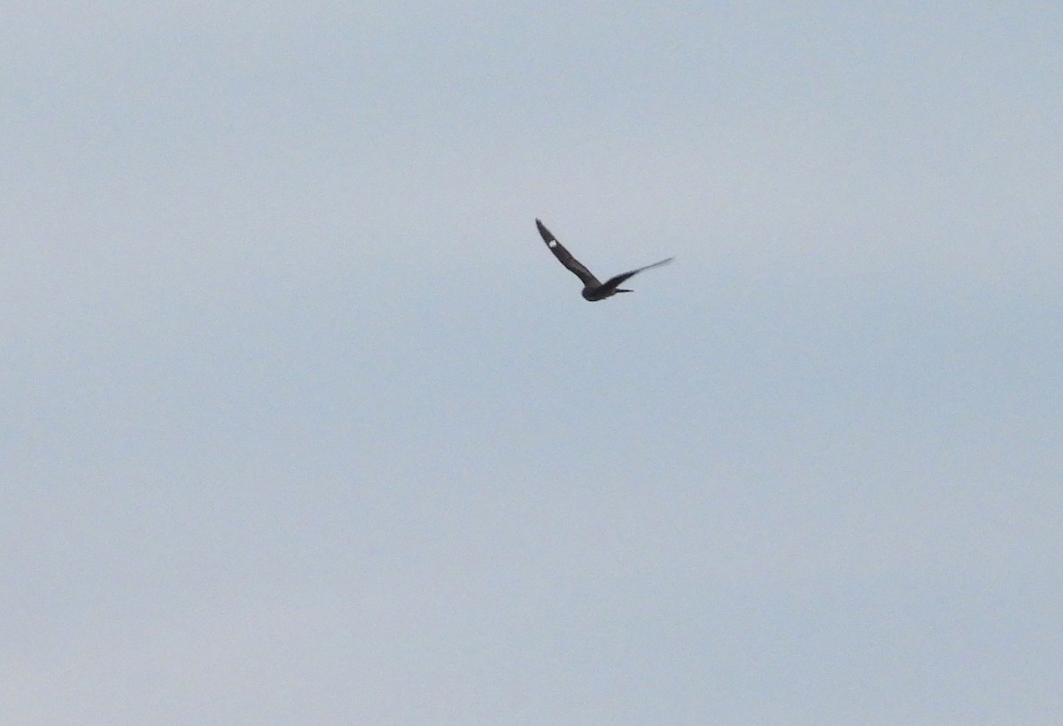 Common Nighthawk - ML638178290