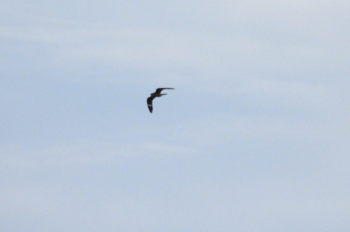 Common Nighthawk - ML638178299