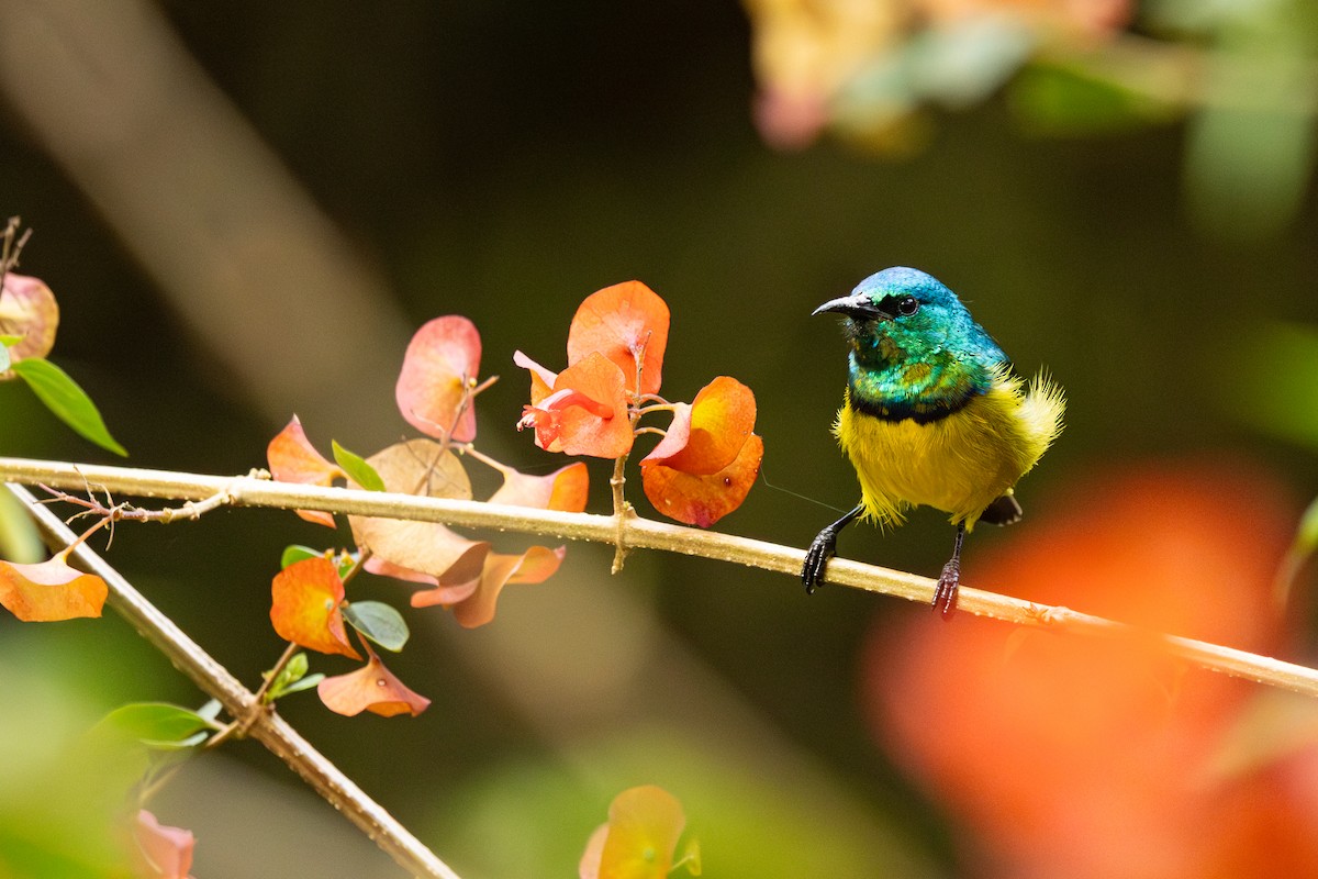 Collared Sunbird - ML638178317