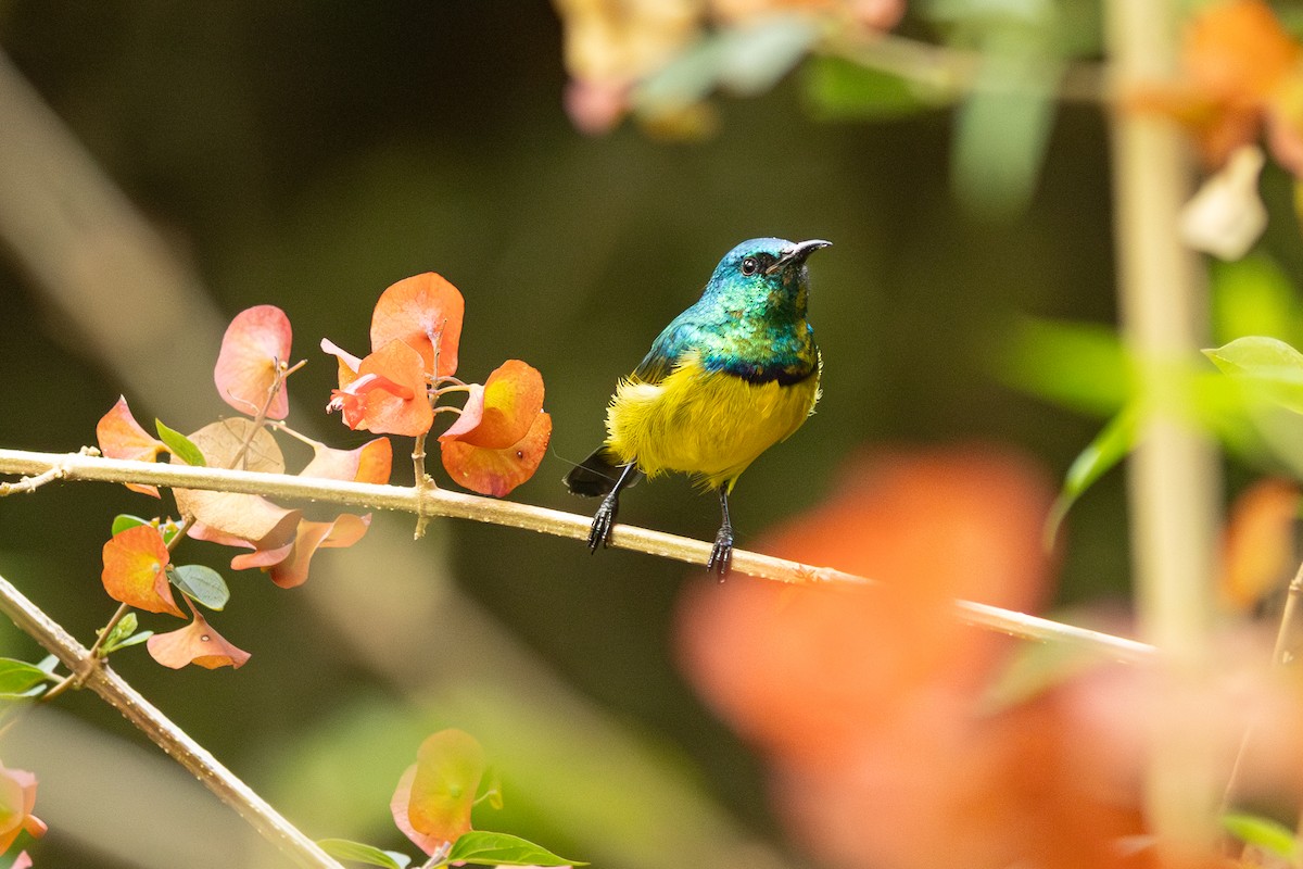 Collared Sunbird - ML638178318
