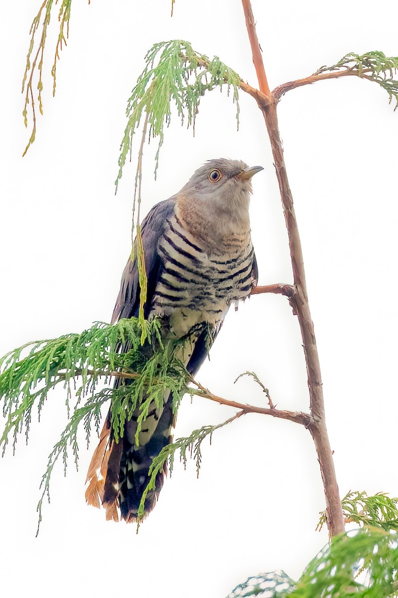 Himalayan Cuckoo - ML638178355