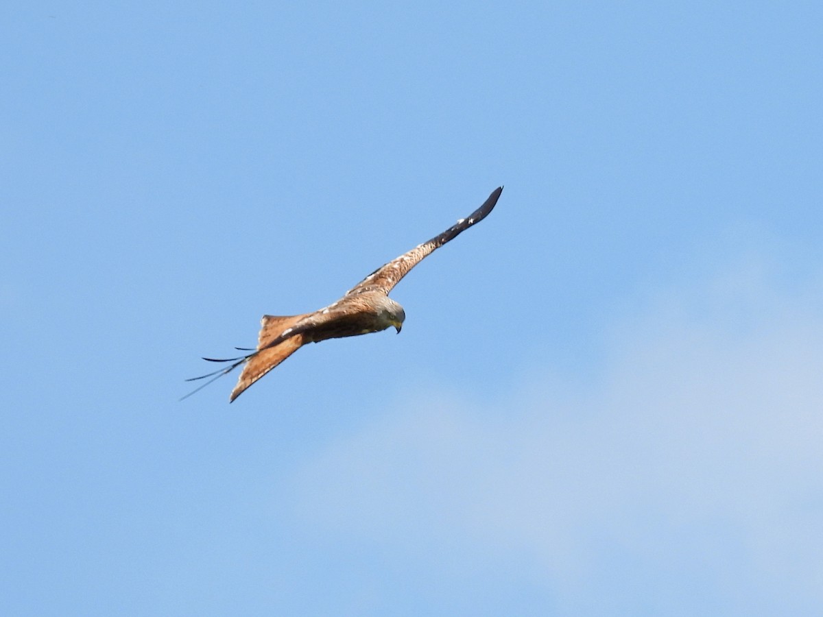 Red Kite - ML638178373