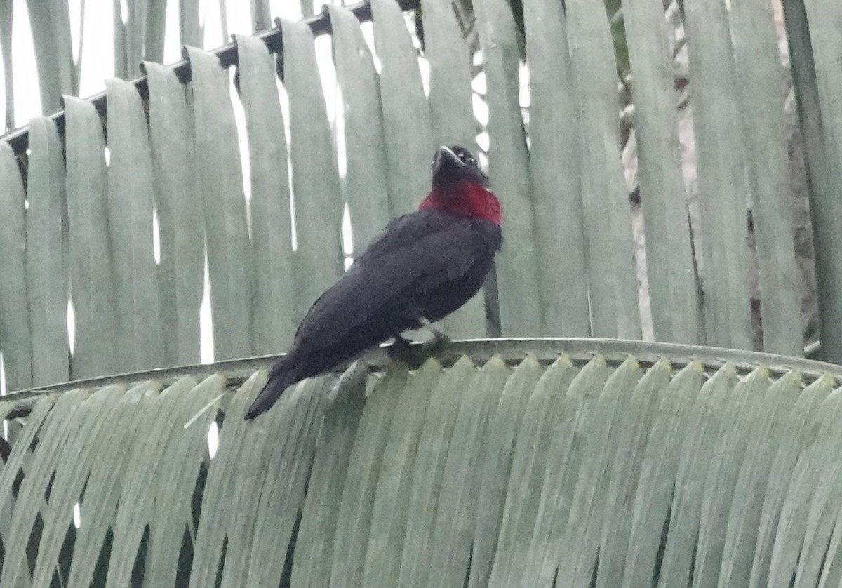 Purple-throated Fruitcrow - ML638178437