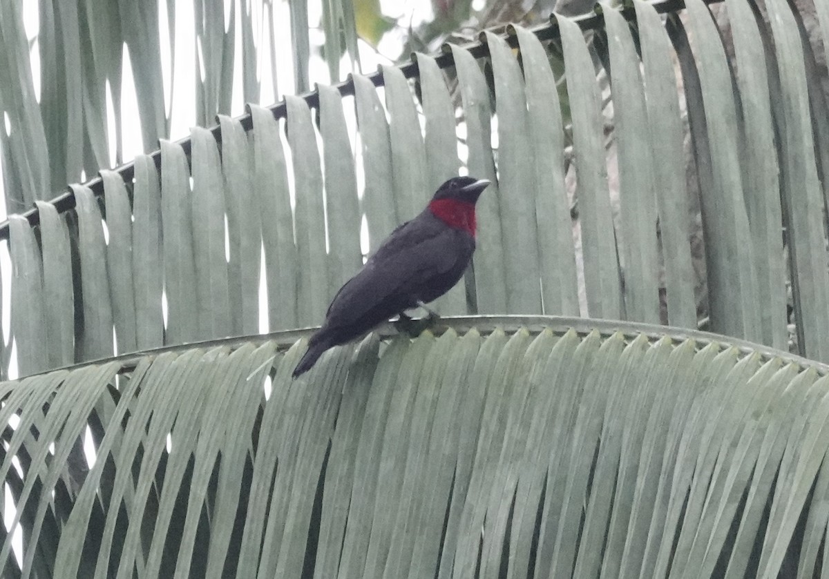 Purple-throated Fruitcrow - ML638178438